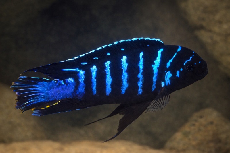 Maylandia sp. 'dolphin' Ndonga